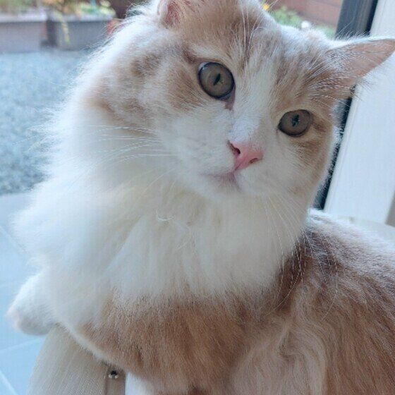 マンチカン・ロングヘアのくりくん