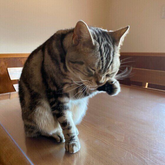 寝起きで洗顔するリンちゃん（アメリカンショートヘア）