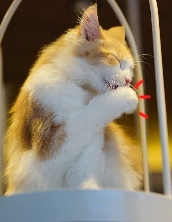 美「ポー」を目指し、念入りにお手入れをする様子も可愛い❤