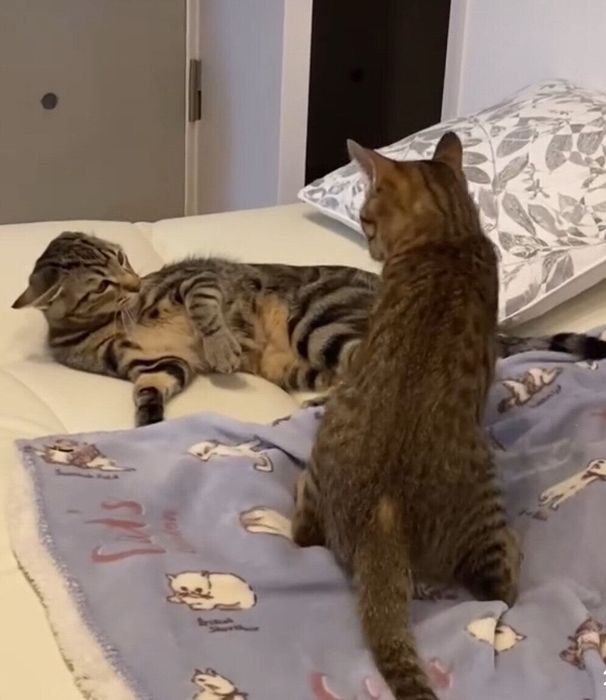 仲よし姉妹猫
