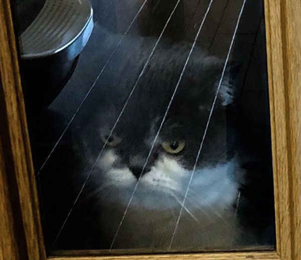 見つめるブリティッシュショートヘア