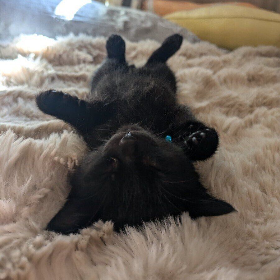 家族に迎えて3週間が経ったころのおはぎくん