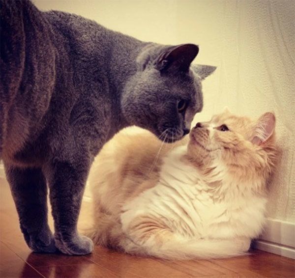 鼻チューする猫