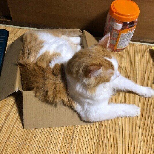 段ボールの中にいるみなと