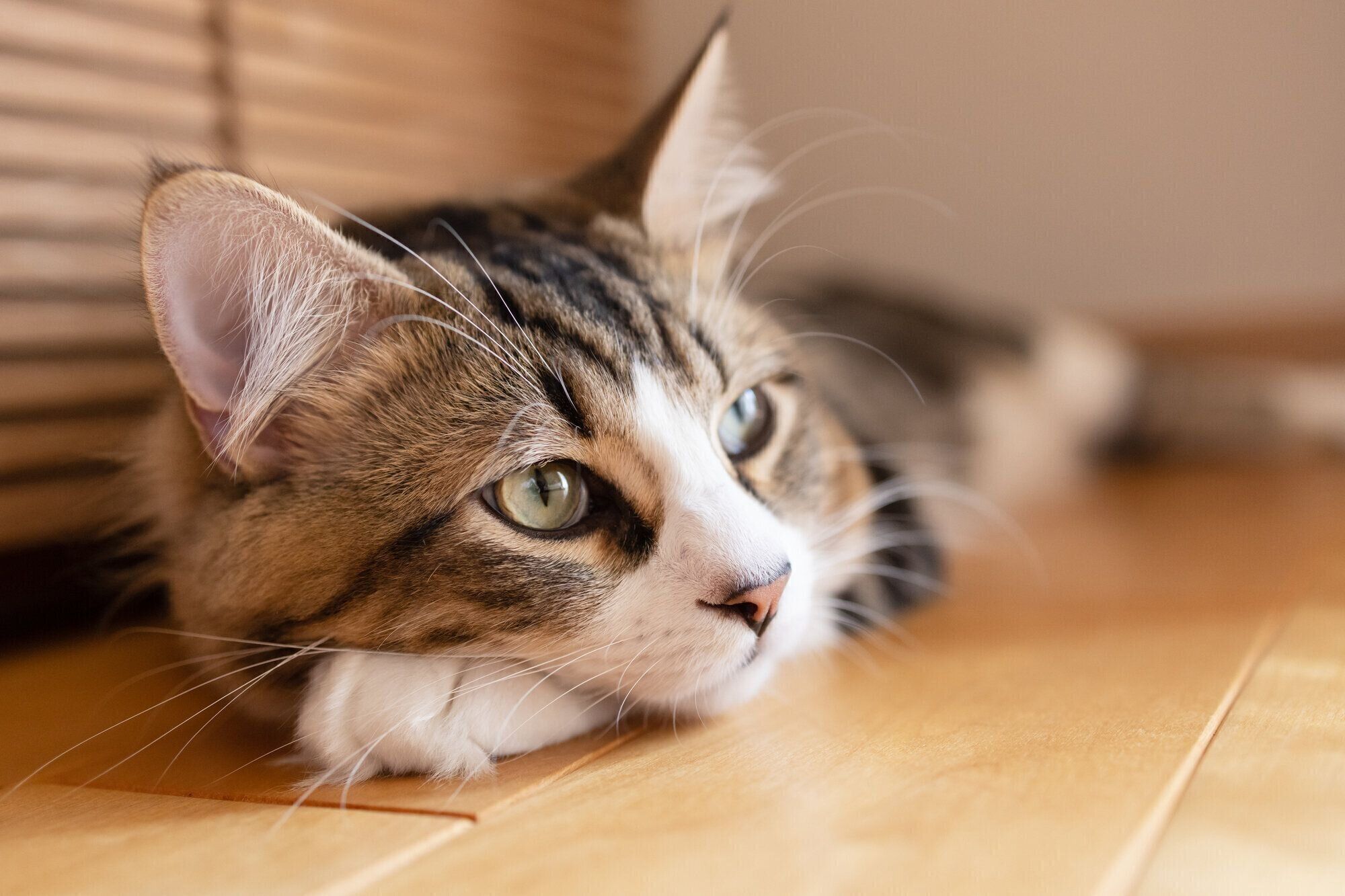 寝そべる猫のイメージ