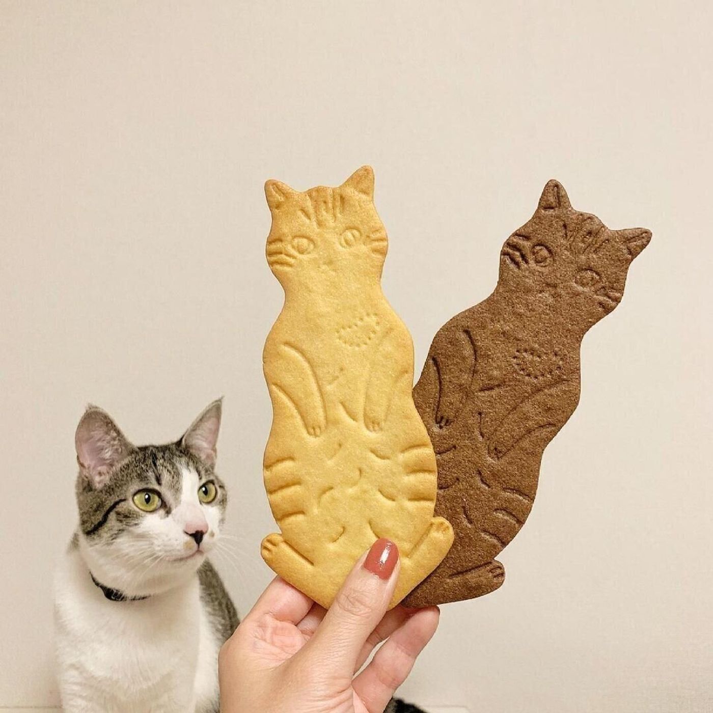 食べ終わった後も楽しめる サステナブルな猫モチーフのクッキー ねこのきもちweb Magazine 食べ終わった後も楽しめる サステナブルな猫モチーフのクッキー ねこのきもちweb Magazine