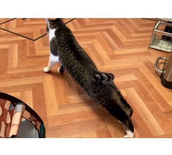 美しすぎる「胴体着陸」を見せることちゃん