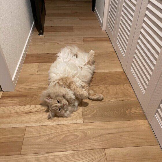 廊下に落ちているラガマフィン