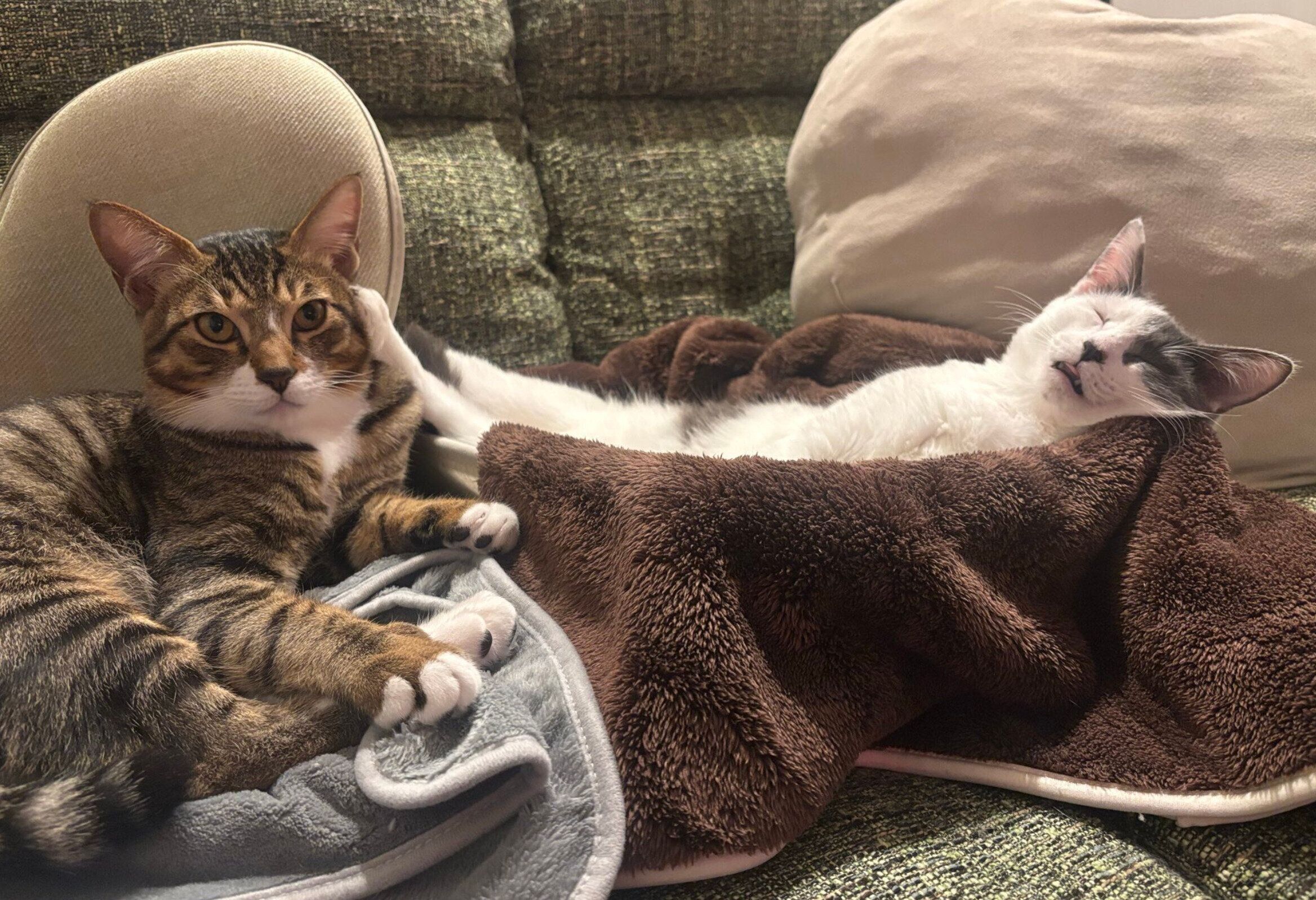 ガラシャちゃんに顔を蹴られるのぶながくん