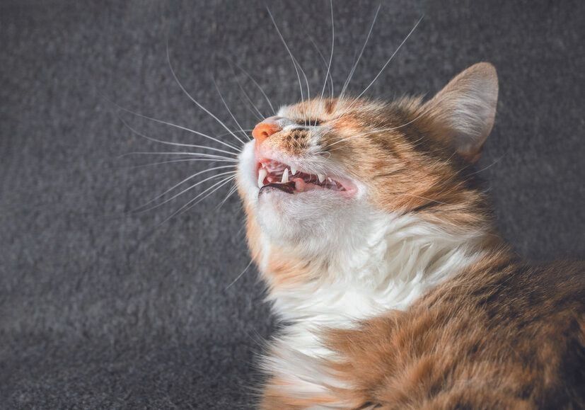 写真／ストックフォト