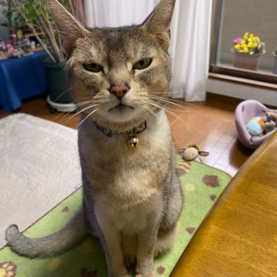 見つめるアビシニアン