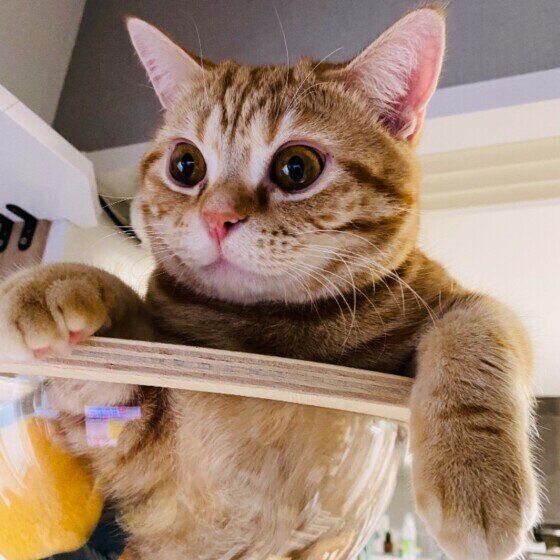 考える猫（アメリカンショートヘア、オス）