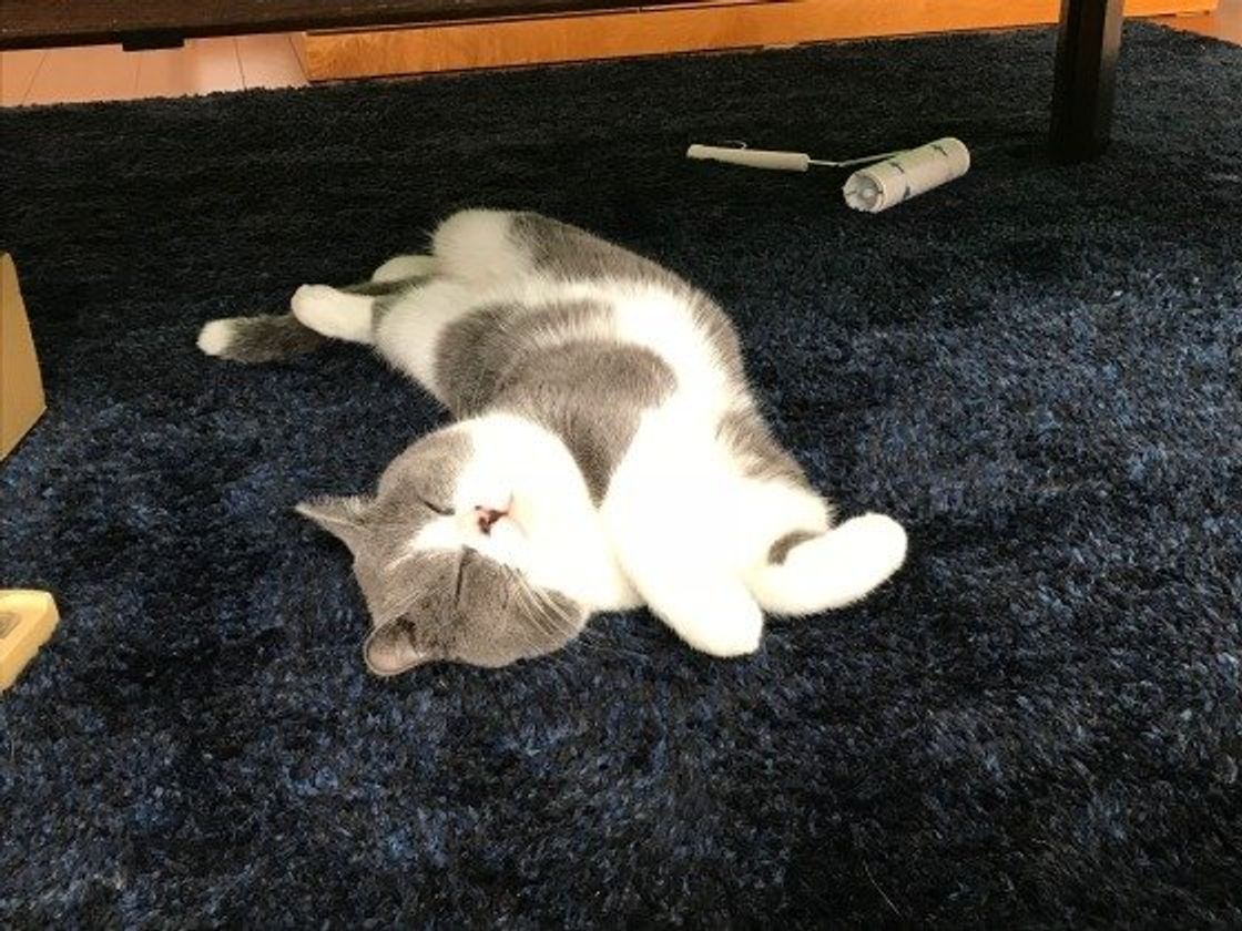 ワンルームで猫を飼うときに起こりがちな問題 快適に過ごせる工夫も解説 ねこのきもちweb Magazine ワンルームで猫を飼うときに起こりがちな問題 快適に過ごせる工夫も解説 ねこのきもちweb Magazine