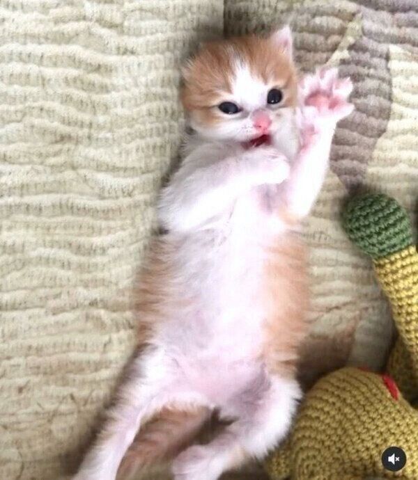 子猫時代のくつろぐのぶおちゃん