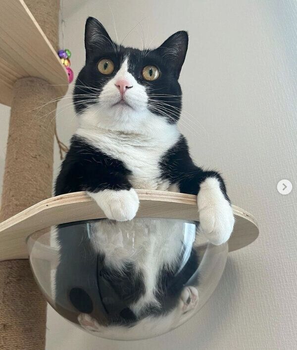 くつろぐぽんずちゃん