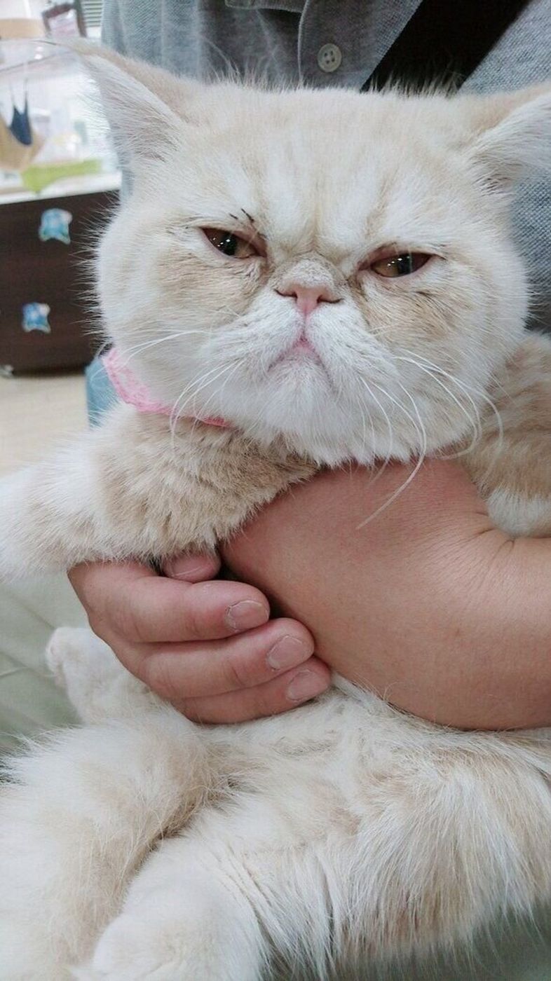 1匹 2匹 確実に猫の魅力にはまる夫 そして人生初の ねこ一目ぼれ 待ち構える試練とは ねこのきもちweb Magazine 1匹 2匹 確実に猫の魅力にはまる夫 そして人生初の ねこ一目ぼれ 待ち構える試練とは ねこのきもちweb Magazine