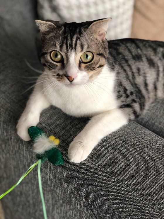 猫じゃらしで遊ぶスコティッシュフォールド