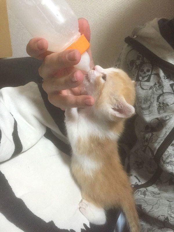 ミルクを飲む虎徹くん