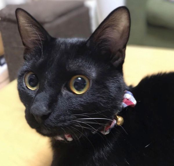 黒猫のぽんずくん