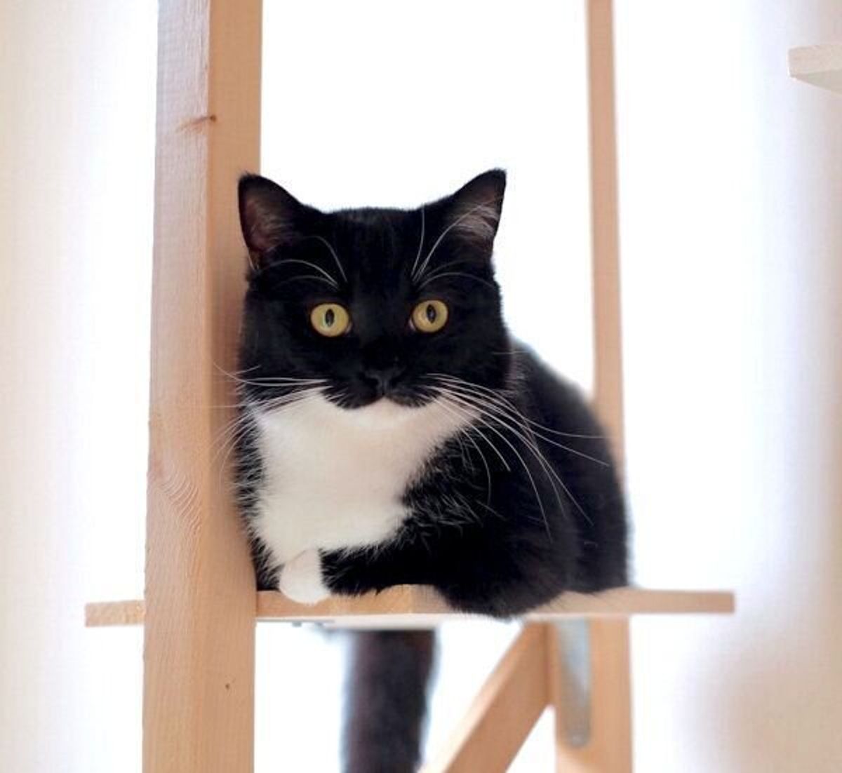 まるで絵に描いたみたい むにっとした口元が 3 に見える猫の可愛さがスゴかった ねこのきもちweb Magazine まるで絵に描いたみたい むにっとした口元が 3 に見える猫の可愛さがスゴかった ねこのきもちweb Magazine