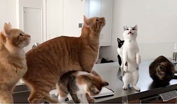 ミーアキャットみたいな猫