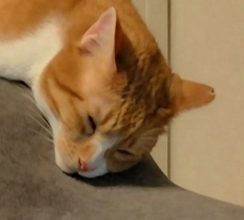 気持ちよさそうに眠るぷりんちゃん。