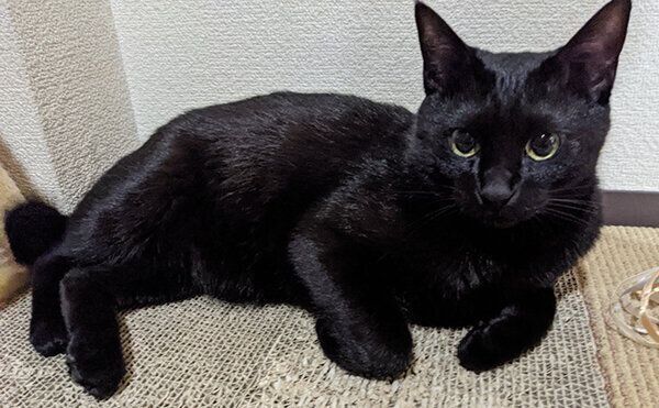 見つめるむーたん