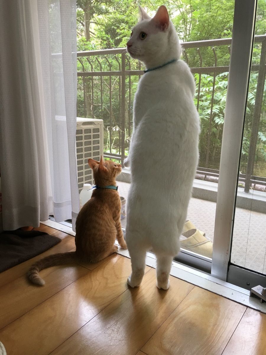 画像／「ねこのきもち」読者提供