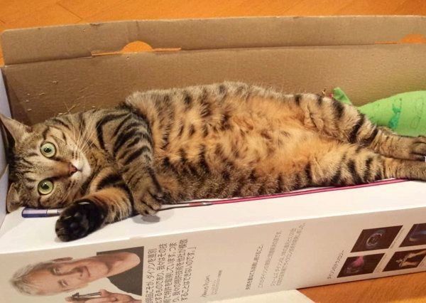 箱に入るモモちゃん