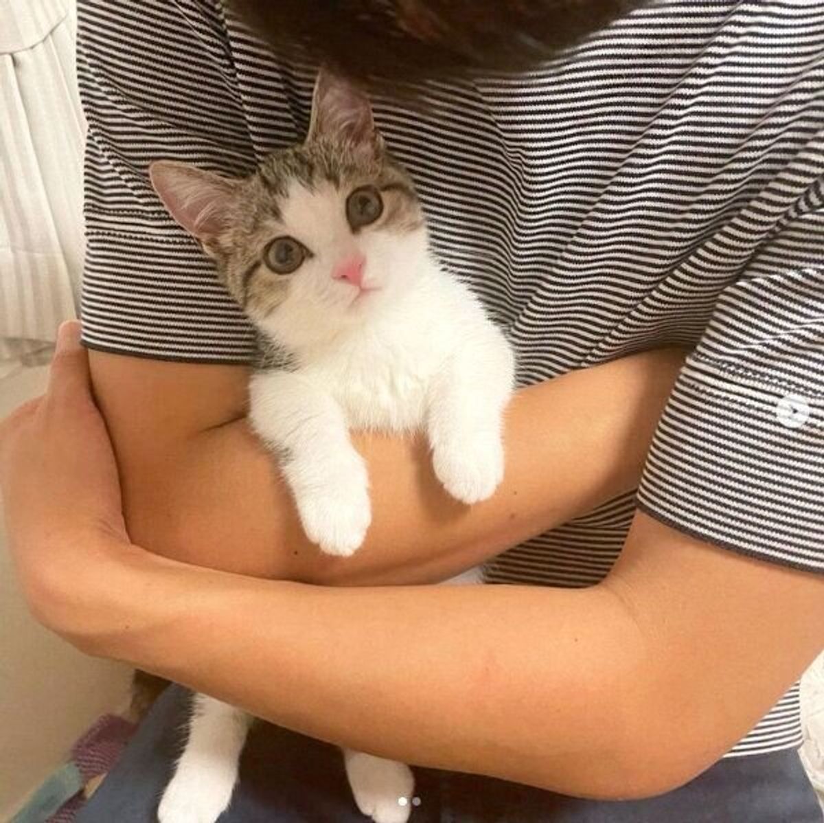 抱きしめられて キョトン顔 になる子猫が 次の瞬間 可愛い行動に胸キュンせずにはいられない ねこのきもちweb Magazine 抱きしめられて キョトン顔 になる子猫が 次の瞬間 可愛い行動に胸キュンせずにはいられない ねこのきもちweb Magazine