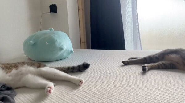 息の合った動きを見せる虎太郎くんとドラちゃん