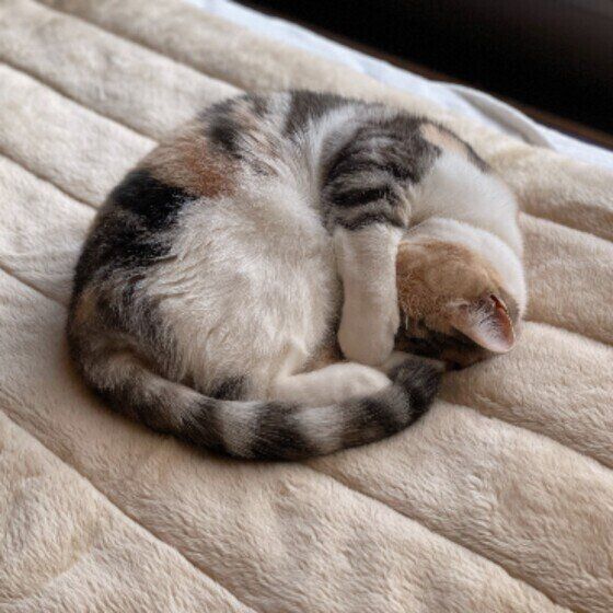 眠るスコティッシュフォールド