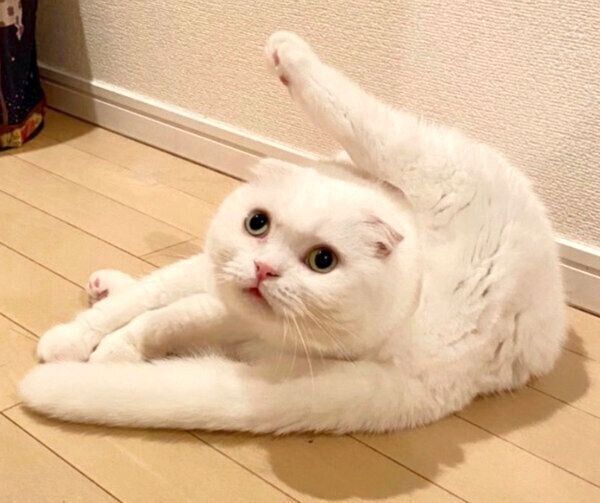 謎の体勢を披露するむくちゃん