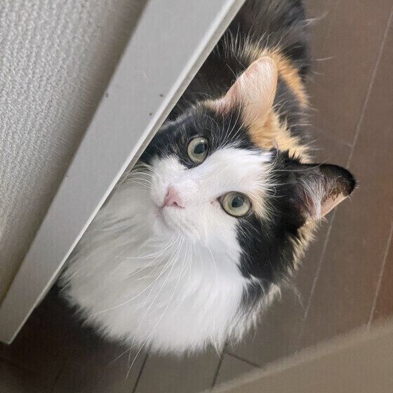 お留守番する猫