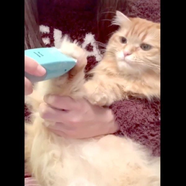 足裏のハミ毛をカットしてもらうちくわちゃん