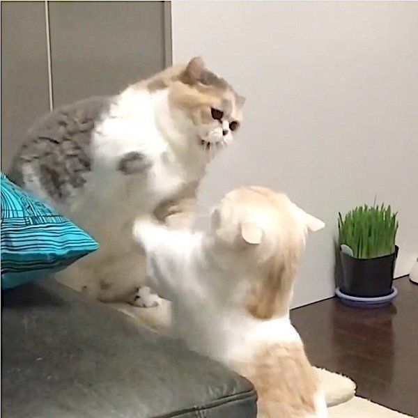 ニャンコの戦い