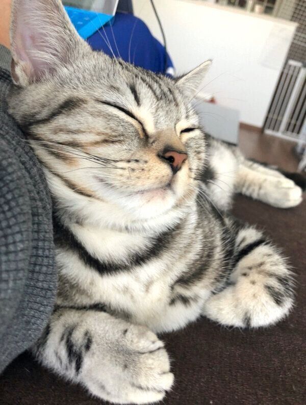 ぐっすり眠るおもちくん