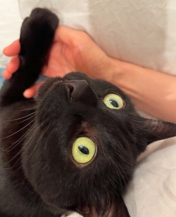 「飼い主さんの膝の上」が定位置のクロタくん