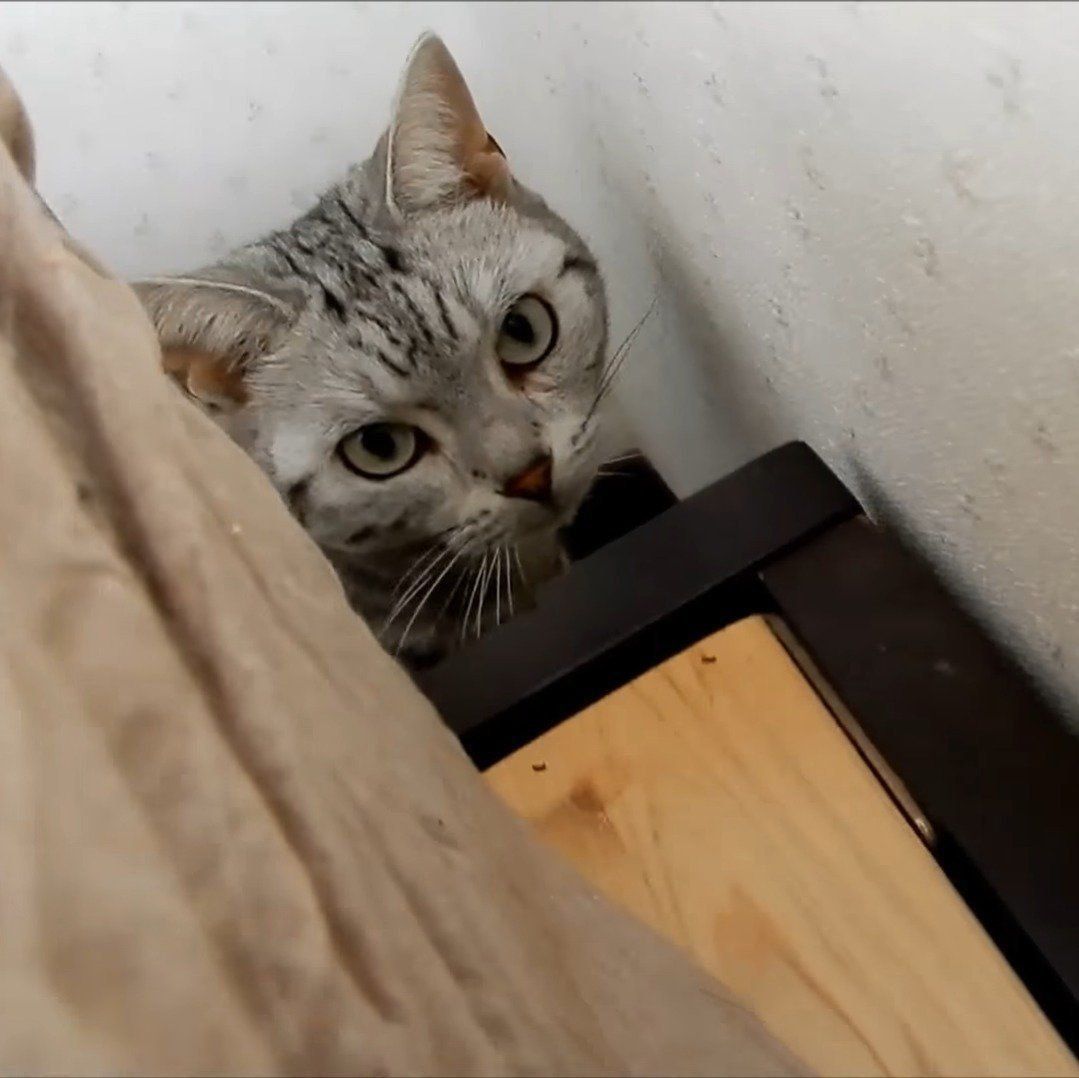 様子をうかがうあめちゃん