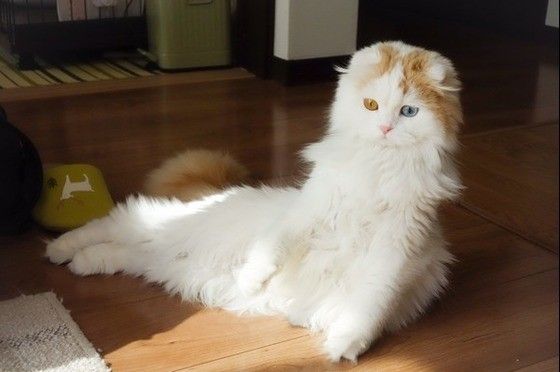 くつろぐスコティッシュフォールド・ロングヘア