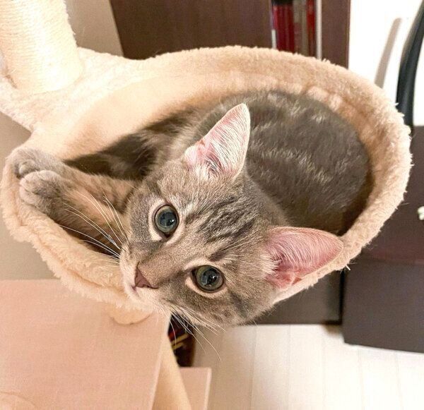 見つめるヨルくん