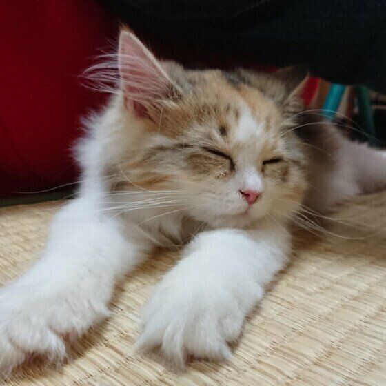 眠るサイベリアン