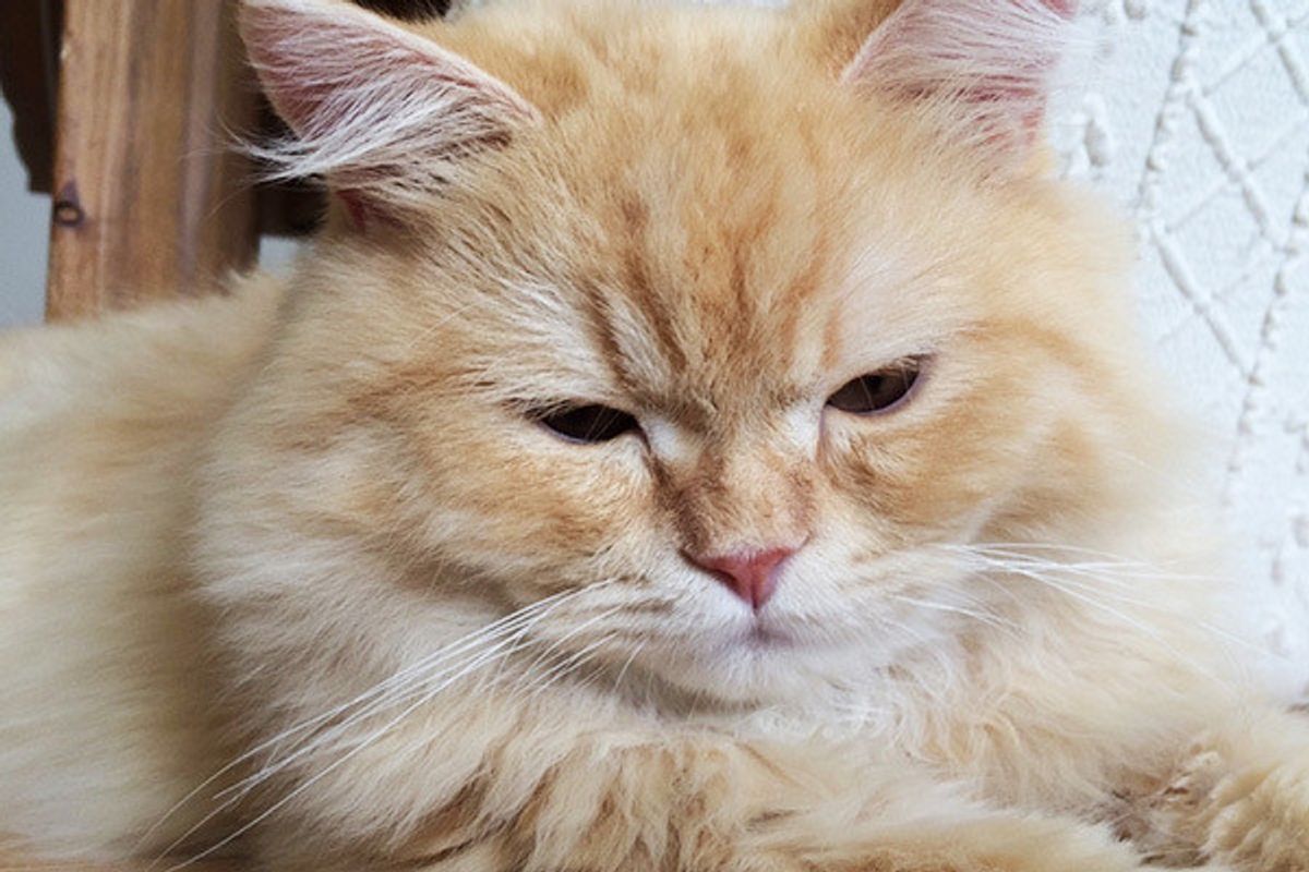 クセがすごい 愛猫の 変わった習慣やこだわり ねこのきもちweb Magazine クセがすごい 愛猫の 変わった習慣やこだわり ねこのきもちweb Magazine