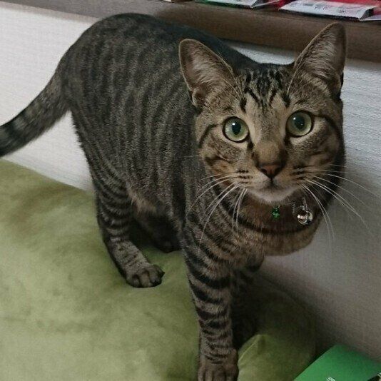 カメラ目線のキジトラ