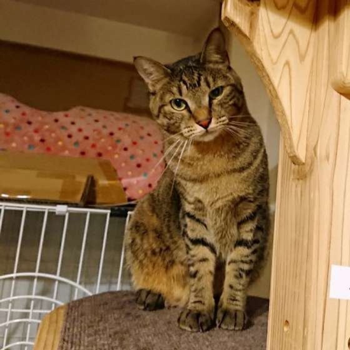 毛柄が似ている キジトラ猫 と サバトラ猫 比べてみました ねこのきもちweb Magazine 毛柄が似ている キジトラ猫 と サバトラ猫 比べてみました ねこのきもちweb Magazine