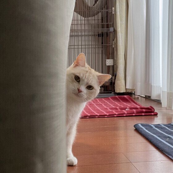 アメリカンショートヘアのちゃいくん