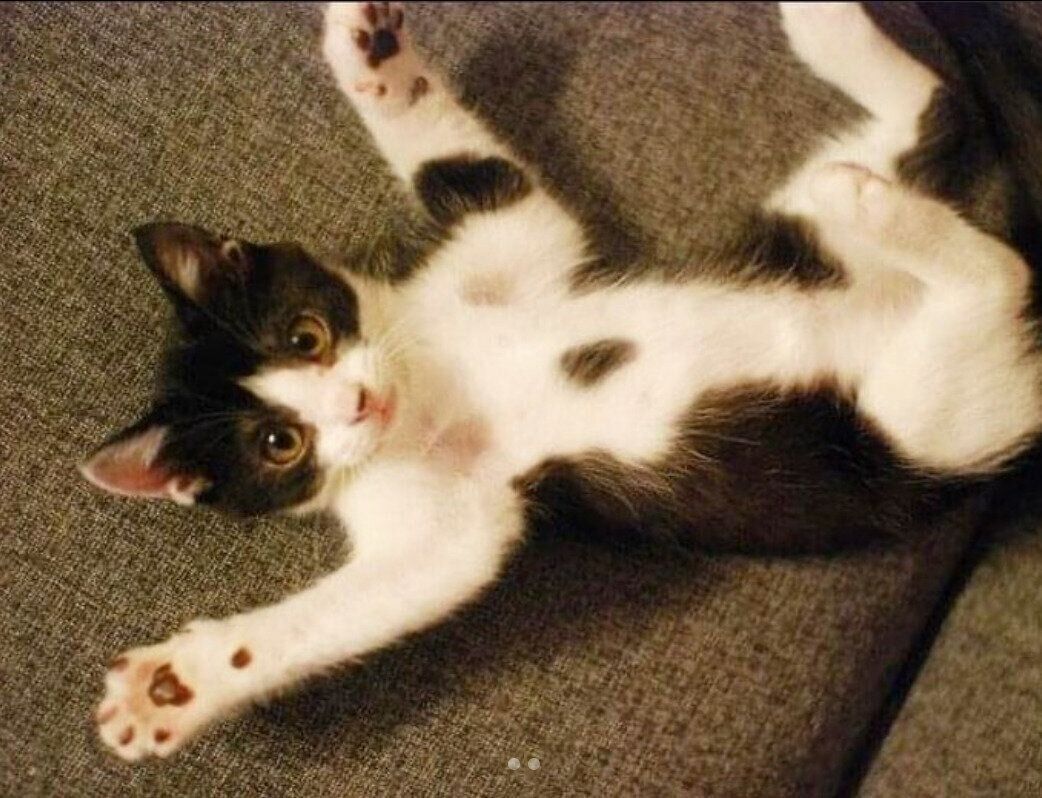 寝転がる虎徹くん