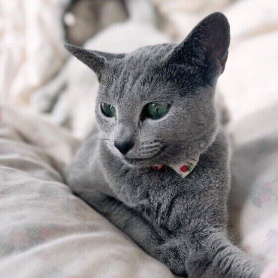 微笑むロシアンブルー