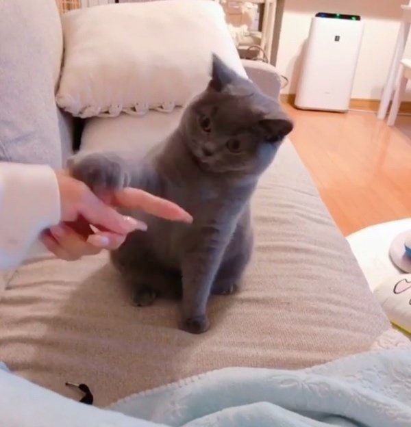 ブリティッシュショートヘアのまっしゅちゃん