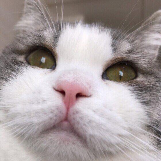 どあっぷなスコティッシュホールドのめめちゃん